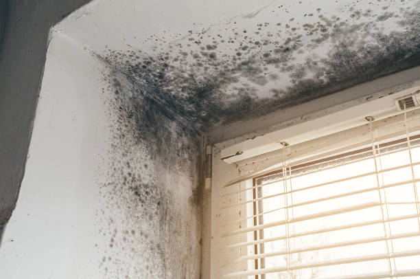 Affordable Black Mold Remediation solutions in Port Jefferson Station, NY